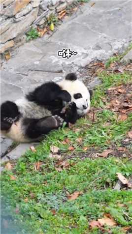 大家都是知道的，熊猫都是液体动物哈哈哈！！