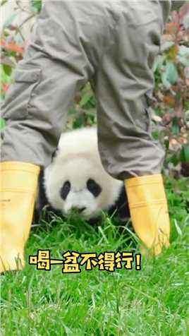 熊猫崽崽在线卖萌求盆盆奶哈哈哈！！