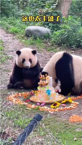 三岁生日快乐吖！新的一岁，希望花花叶叶开心心心，熊生顺遂！#国宝 #大熊猫和花 #大熊猫有多萌