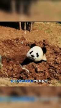 大熊猫版挖呀挖呀挖飞云倒立挖土～！我们萌妹挖煤也是干干净净，漂漂亮亮的呢！！