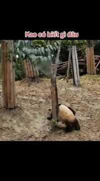 这是什么情况我怎么看不懂啊？！！#熊猫迷惑行为盘点