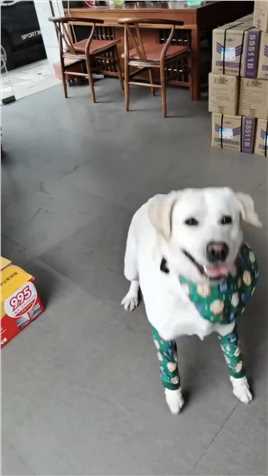 前方传来捷报！！！守门员扑救足球守门员能听得懂铲屎官说话的狗狗爱玩的狗狗足球狗