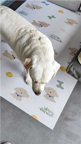 又回来告状了！