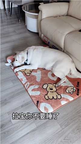 冬天不怕冻耳朵啦！！冬天就要保暖又好看适合家养的狗狗推荐萌宠好物推荐官狗狗多巴胺穿搭大赏