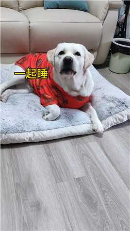 你陪我长大，我陪你变老！！@拉宝和诺宝啊被萌娃和狗狗治愈了好有爱的画面被萌宠治愈的那些时刻狗狗的爱永远单纯