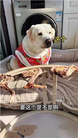 再好吃也不偷吃！吃出仪式感萌宠好物推荐适合家养的狗狗推荐风干羔羊腿狗狗零食推荐