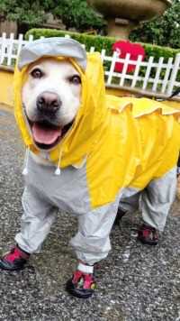 玩的不肯回家了？？爱出去玩的狗狗下雨天可以这样玩整条街最靓的仔它真的好像个小宝宝