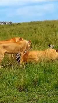 鬣狗抢母狮的外卖，得到了应有的惩罚！