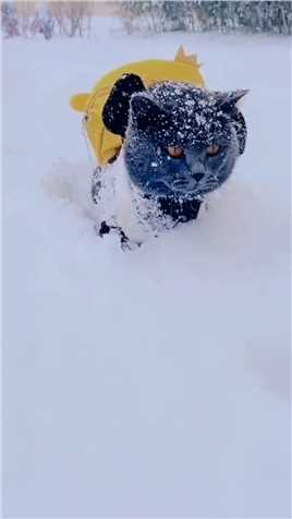个头矮、又大雪、上学很费劲呀可爱到爆炸下雪就得这样玩雪地里撒欢