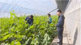 肃州：技术服务“护航”戈壁农业发展