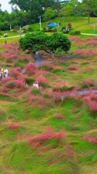 又是一个“金秋十月”在深圳红花公园已绽放，千万别错过！