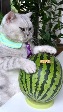 _猫王：谁能抵挡这个西瓜刨冰雪糕桶的诱惑，抱着吃超满足~