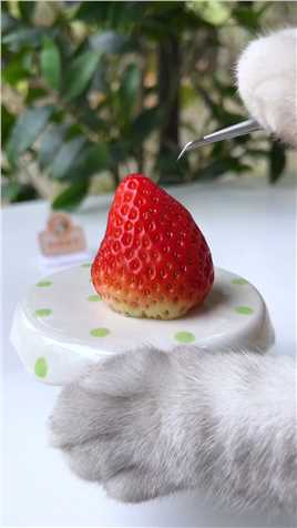 猫王：如果有人愿意帮你把草莓去籽，那一定是真爱！快@ta给你去籽会做饭的猫网红饮料草莓