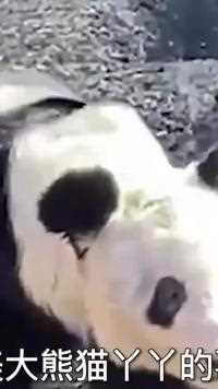 大熊猫丫丫何时回国？与西直门三太子萌兰做邻居，网友：一起越狱