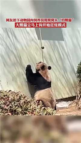 网友拍下动物园内饲养员用窝窝头“钓熊猫”，大熊猫立马上钩 #死号 