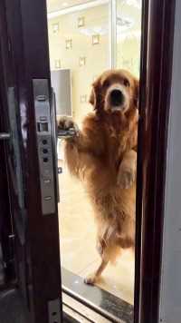 让狗子帮开门，结果看监控竟然发现我家狗子如此心机