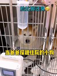 当爸爸探视住院的小狗，狗：求求下次别来了！  