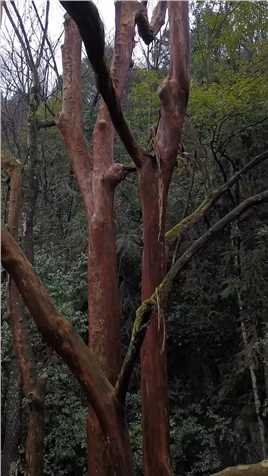 贵州深山拍到一颗千年古树，根茎虎踞龙盘于乱石岗上，这是什么树根茎这么漂亮？