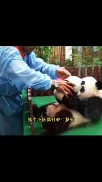 马来西亚奶爸把大熊猫宠出新高度，一身皮毛雪白光亮上下班不用走路