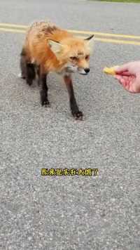 回家路上偶遇两只拦路的小狐狸，原来是想讨食帮助后竟然找到了归宿