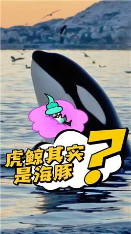 虎鲸其实是海豚超迷你战士
