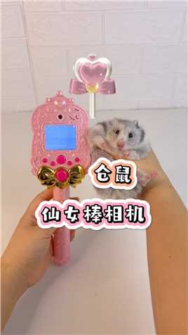 我的小仓鼠有仙女棒相机啦！竟然还可以这样拍照？
