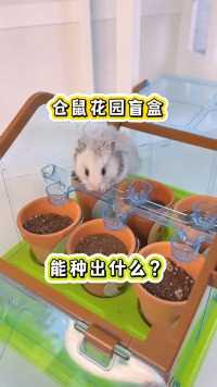 鼠鼠的小花园里都能中什么？仓鼠种植盲盒你们开过吗？