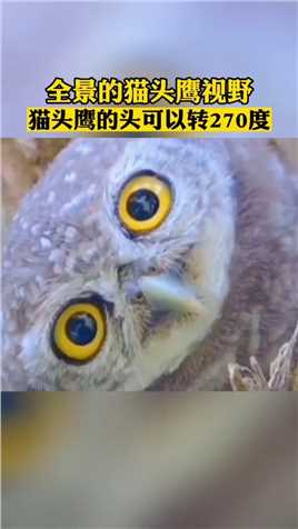 猫头鹰的眼睛无法转动，需要转动脑袋来观察，头部可以转动270°，加上眼睛的视角，可以实现360°全景视角