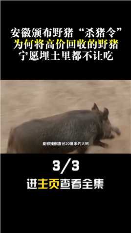 安徽颁布野猪“杀猪令”，十元一斤日净赚过万，野猪到底有多猖狂野猪生物入侵动物成精 (3)