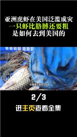 亚洲虎虾在美国泛滥成灾，一只虾比胳膊还要粗，与老虎还有关系？亚洲虎虾海鲜入侵物种 (2)