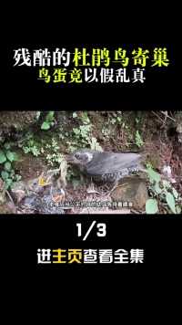 残酷的杜鹃鸟寄巢，为了生存谋害同窝兄弟，鸟蛋也逃不过它的魔爪鸟杜鹃鸟保护鸟类 (1)