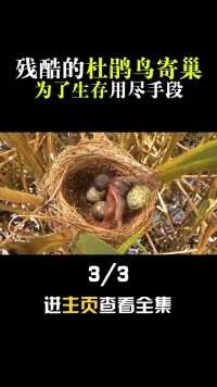 残酷的杜鹃鸟寄巢，为了生存谋害同窝兄弟，鸟蛋也逃不过它的魔爪鸟杜鹃鸟保护鸟类 (3)