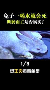 兔子一喝水就会断肠而亡？澳洲野兔泛滥成灾，看完了！兔子动物成精 (1)