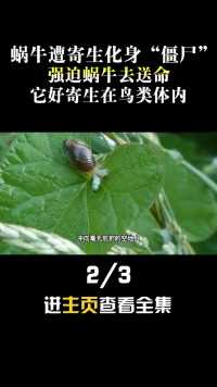 蜗牛遭寄生化身“僵尸”？强迫蜗牛去送命，这种寄生虫有多可怕#科普一下#寄生虫#蜗牛# (2)