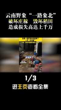 云南野象“一路象北”，破坏庄稼毁坏稻田，造成损失高达上千万#科普一下#大象#野生动物# (1)