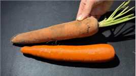带泥的和不带泥的胡萝卜，差别原来这么大，看完不要再瞎买