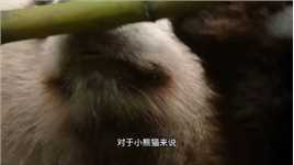 在小熊猫的断奶仪式上，熊妈妈要传给它什么法宝？2