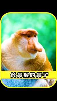 长鼻猴的鼻子为啥那么长？