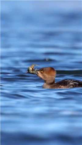 秋沙鸭吃小龙虾。捕食瞬间野生鸟类摄影野生动物零距离