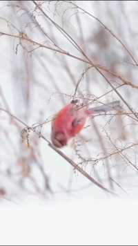风雪中带北朱雀，白色世界中的一抹红。奇趣自然动物萌时刻唯美意境