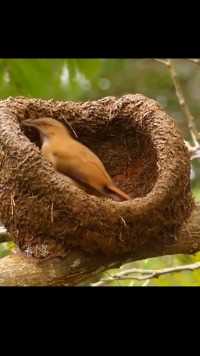 鸟界中的建筑大师棕灶鸟，是阿根廷的国鸟。别的鸟类建造的是窝，它造的是别墅。奇妙的动物难得一见稀有物种