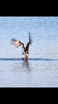 鱼鹰今天捉了一只大家伙。奇妙的动物捕猎现场鱼鹰捕鱼
