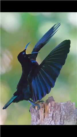 爱唱高音的天堂鸟奇妙的动物奇趣自然小鸟成精了
