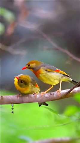 秀恩爱的小鸟奇妙的动物奇趣自然画面太美
