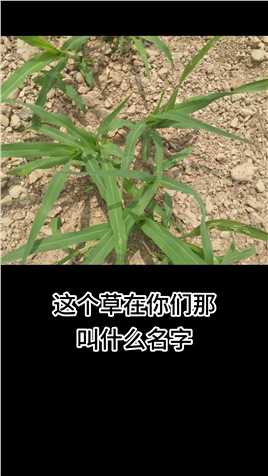 这个草在你们那里叫什么名字？#野黍 #除草剂 #农业种植 