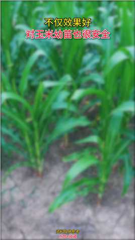 不仅效果好，对玉米幼苗也很安全。#玉米除草剂 #环磺酮 #农业种植 