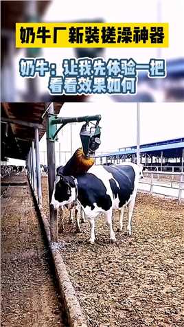 奶牛厂新装搓澡神器！奶牛：让我先体验一把，看看效果如何！