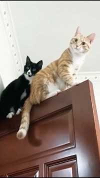 这俩猫在看啥？#宠物#萌宠#搞笑#猫