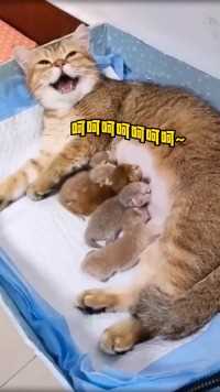 生了5个儿子，也不知道它再笑个啥！#萌宠#宠物#搞笑#猫
