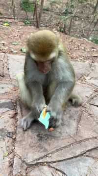 动物的奇葩行为 快看这只有想法的猴子